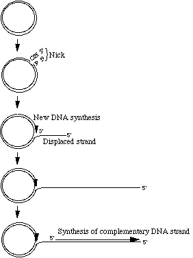 roll-circle of DNA